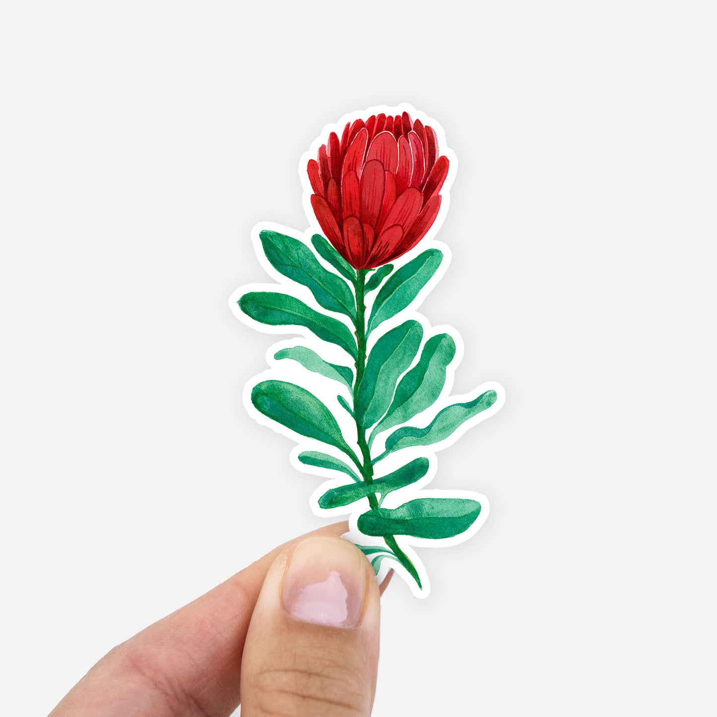 Protea Sticker