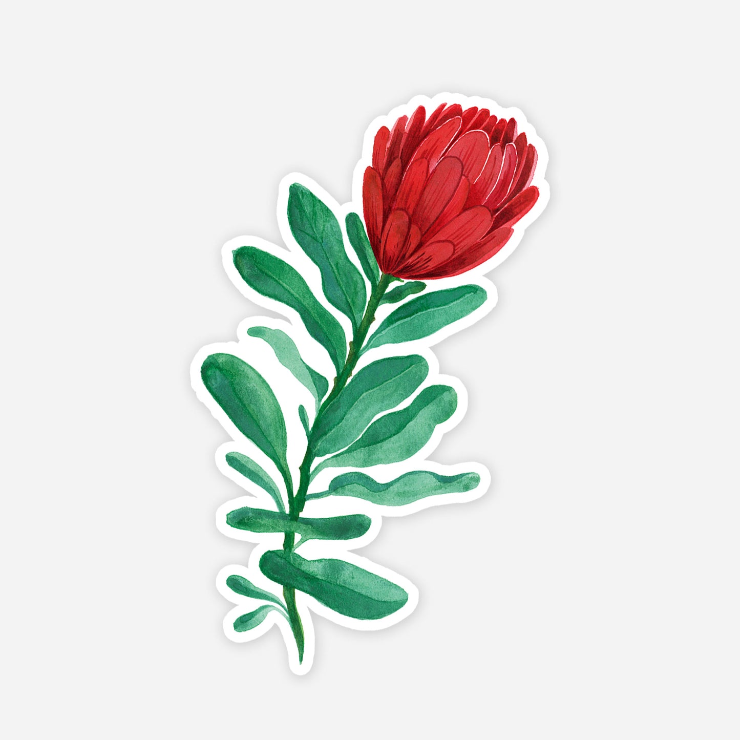 Protea Sticker